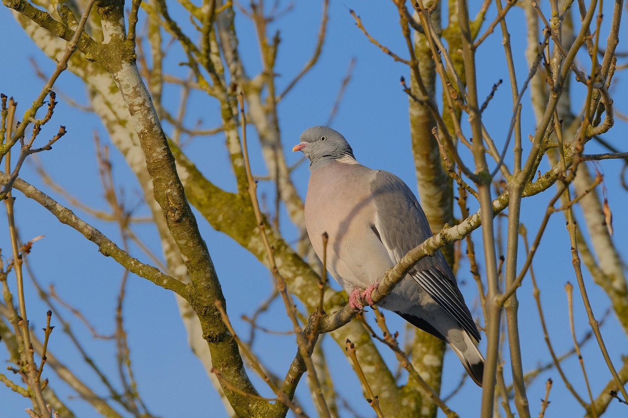 Essential Vitamins and Supplements for Healthy Pigeons