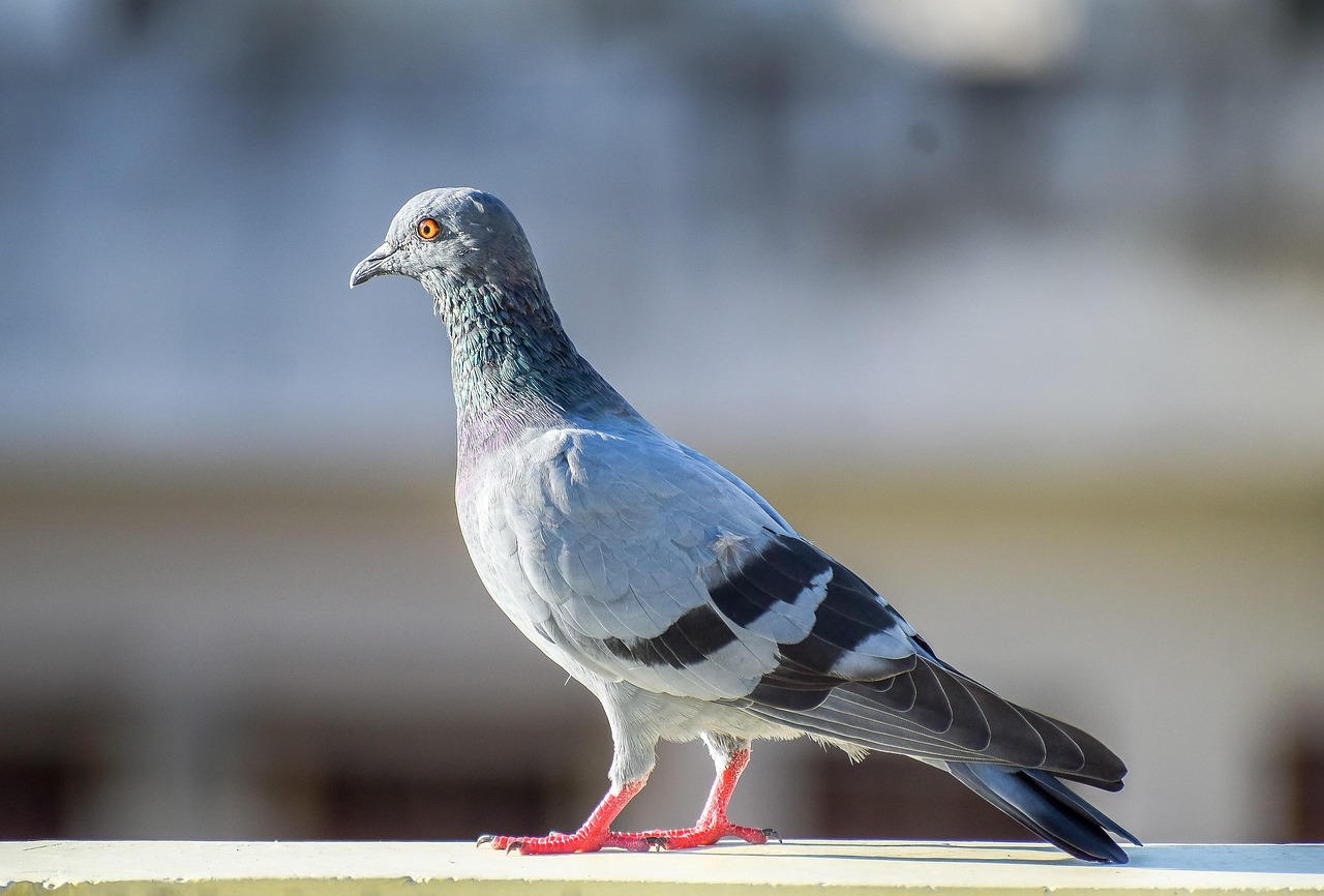 Kashki Pigeons: Aesthetic Analysis and Selection Guide