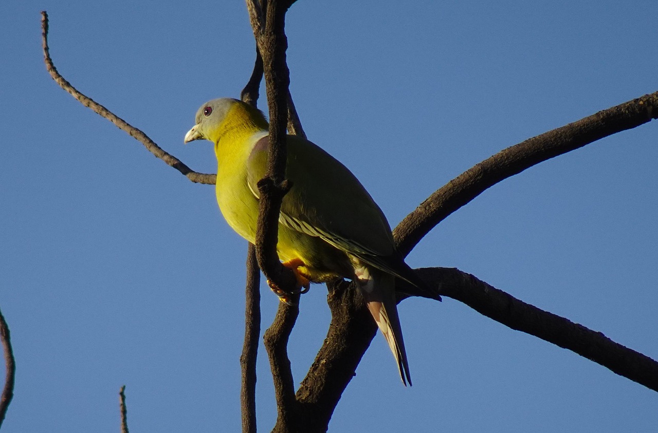 How to Write a Pigeon Sale Ad That Attracts Buyers Fast