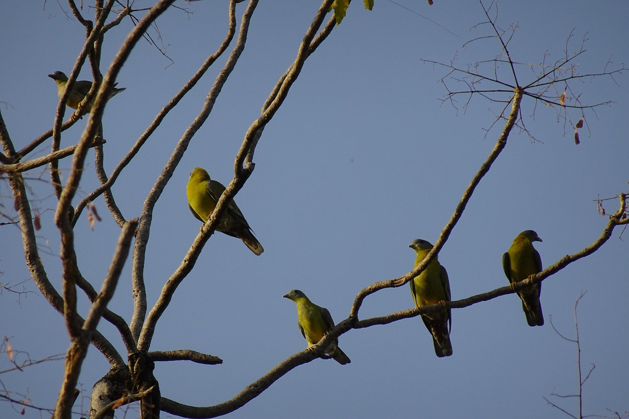 How to Write a Pigeon Sale Ad That Attracts Buyers Fast