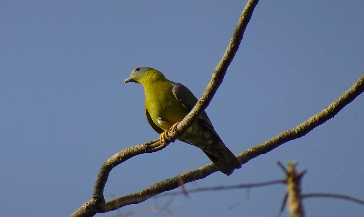 Mastering the Darkness System for Young Birds Conditioning