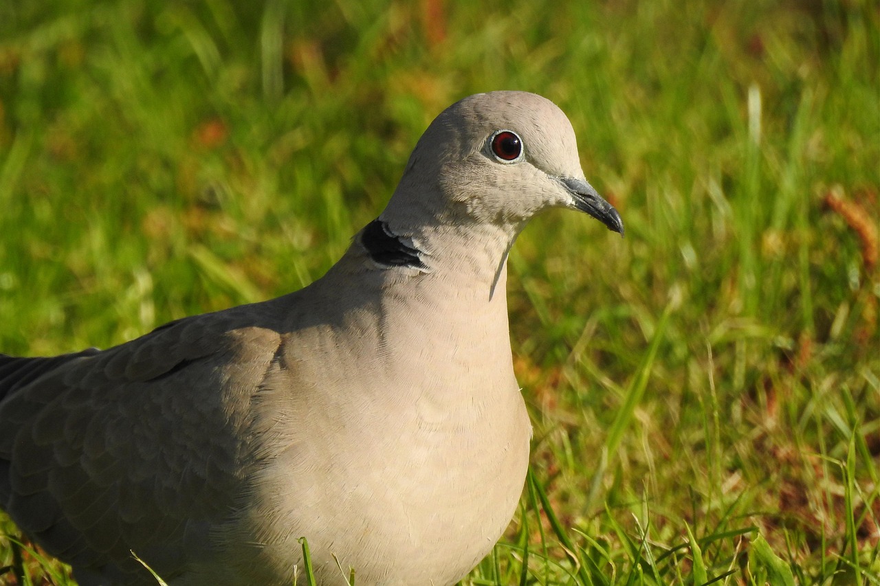 The Ultimate Protocol for Preventing Common Pigeon Diseases