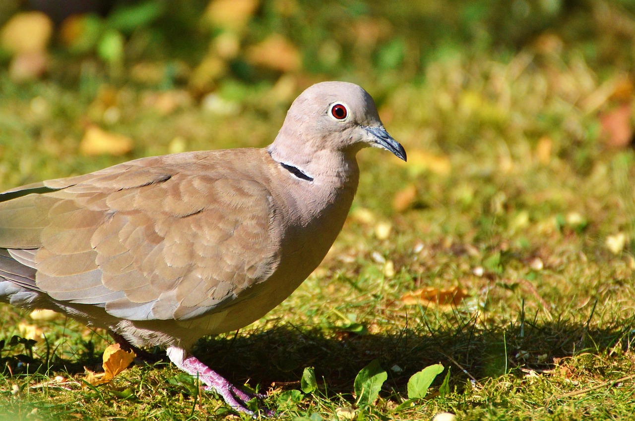 Kashki Pigeons: Beauty, Pros, Cons, and Selection Guide