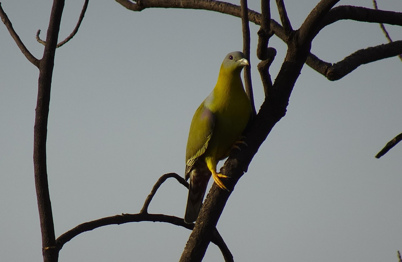 Pigeon Data Analytics: GPS Revolution in Race Performance