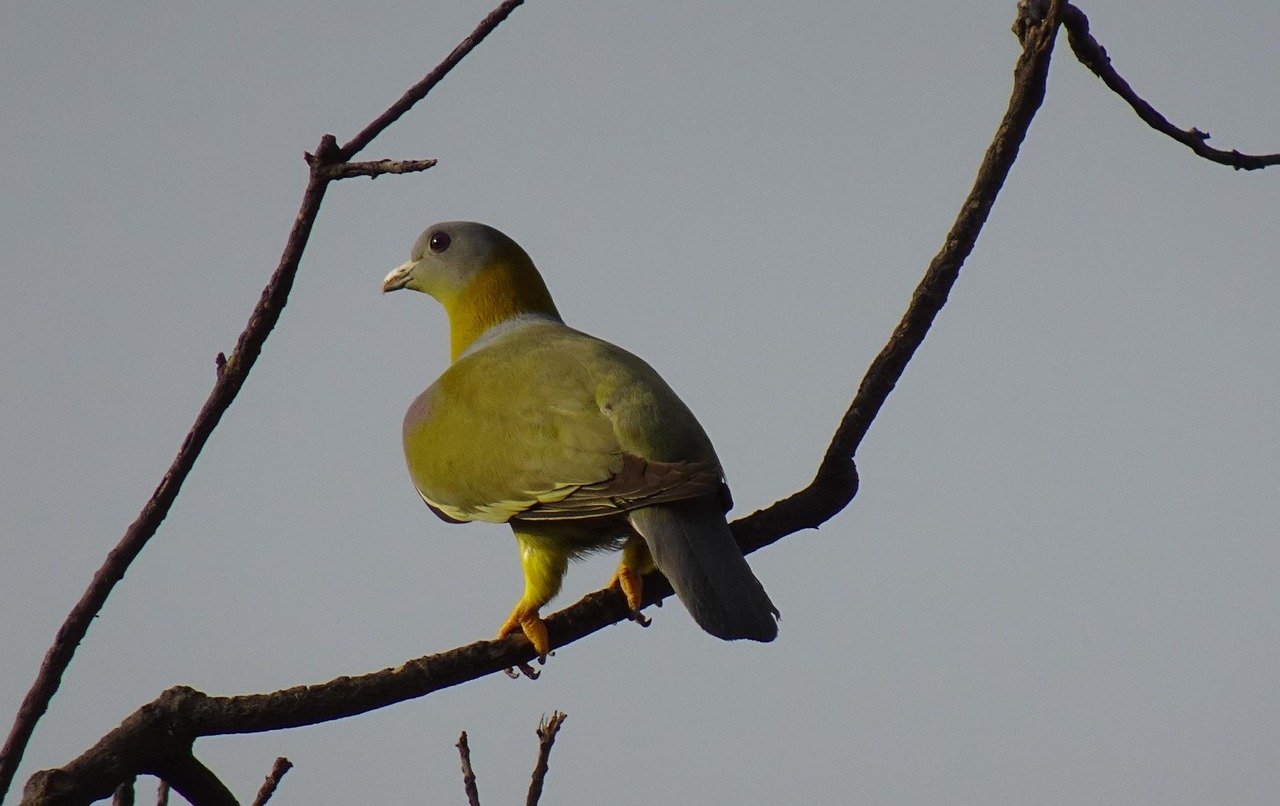 Showcasing Rare Pigeons: Essential Display and Photography Gear
