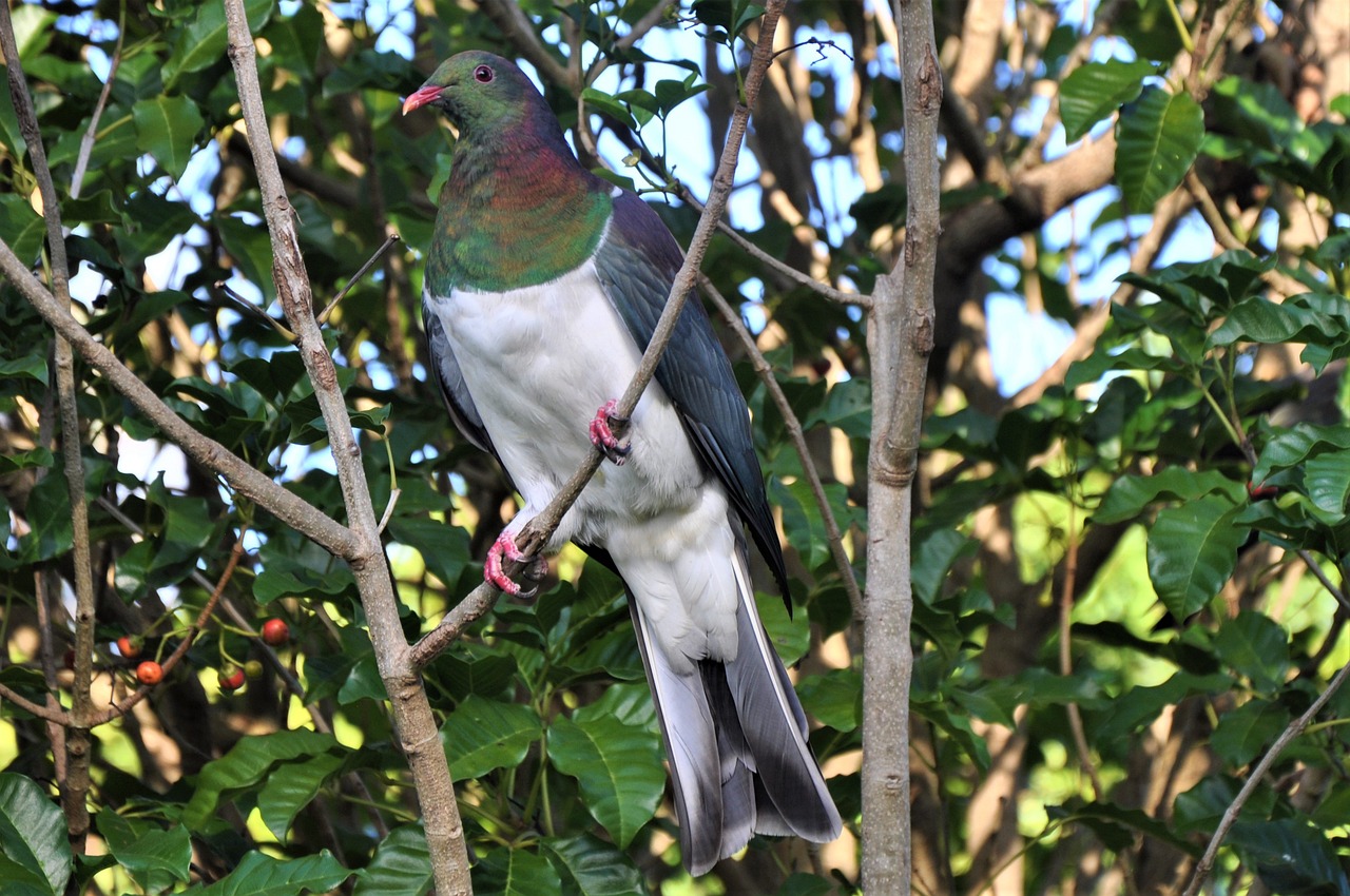 Complete 100km Training Grid for Racing Pigeon Season Success