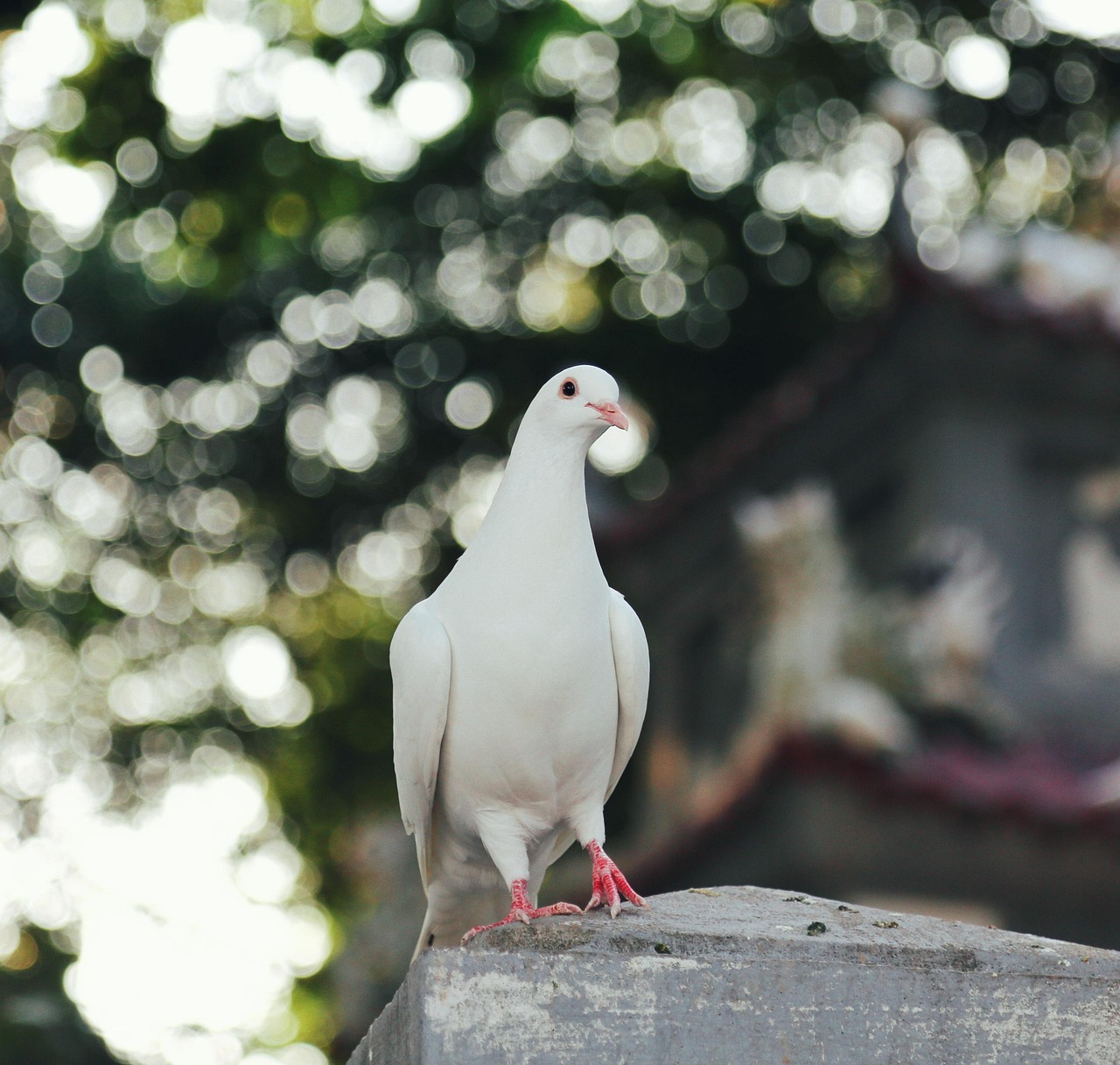 Protect Your Genetic Assets: A Guide to GPS and Insurance for Racing Pigeons