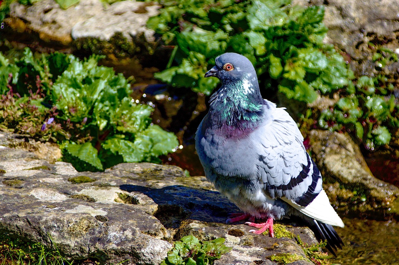 Old German Owl Pigeon Standards: A Detailed Guide with Arab Market Examples