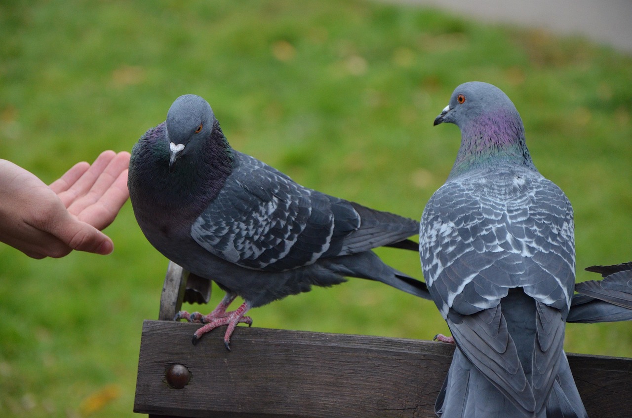 Technical Analysis of GPS Devices in High-Value Pigeon Racing