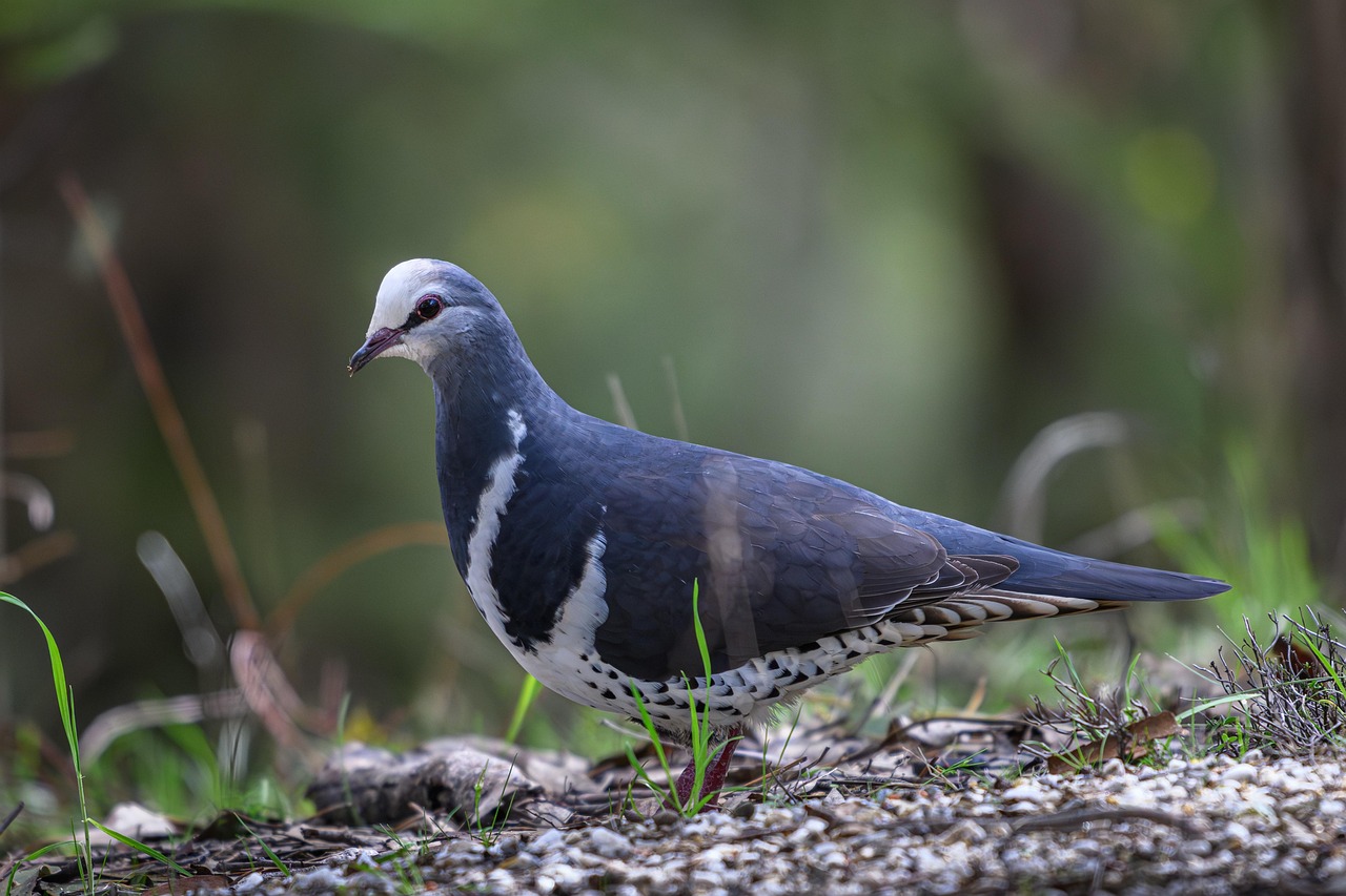 Unlocking Peak Performance: The Röhnfried European Nutrition Program for Racing Pigeons