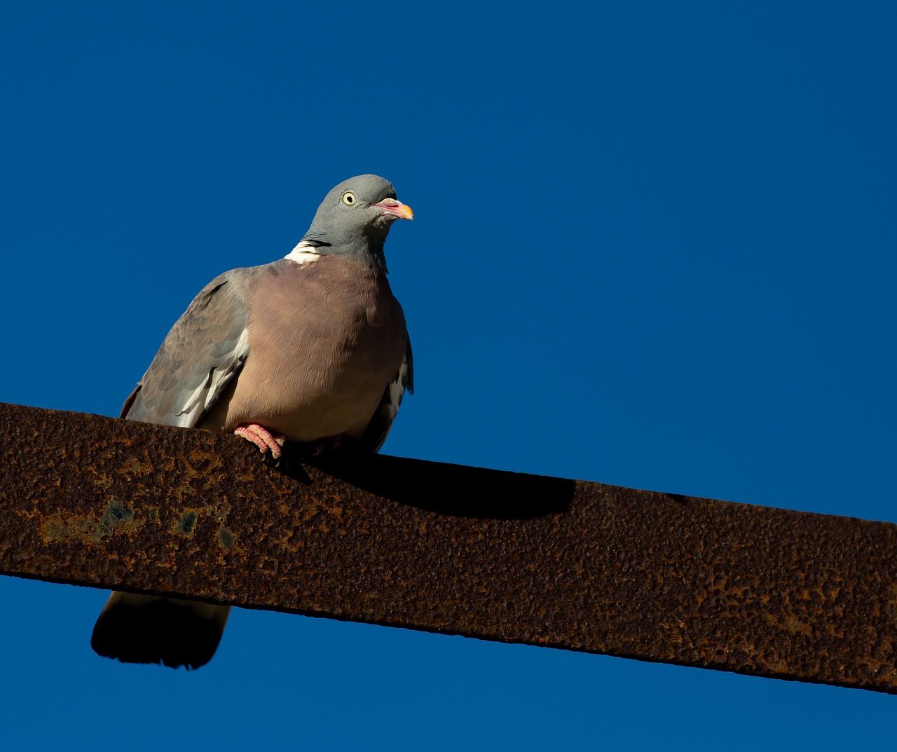 Mastering Pigeon Photography for Superior Show Presentation