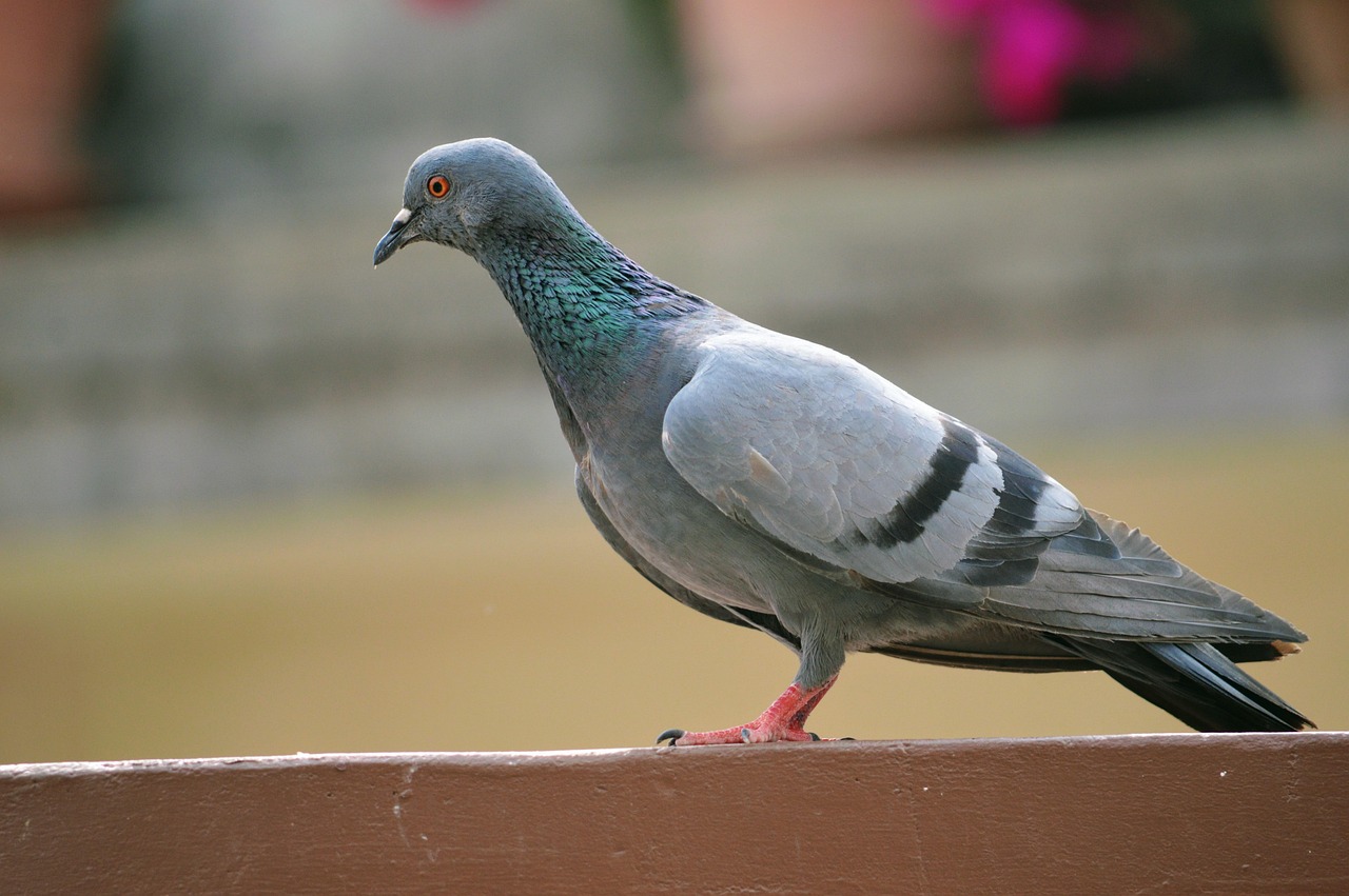 Ultimate Guide to Pigeon Diseases Prevention and Loft Sanitation