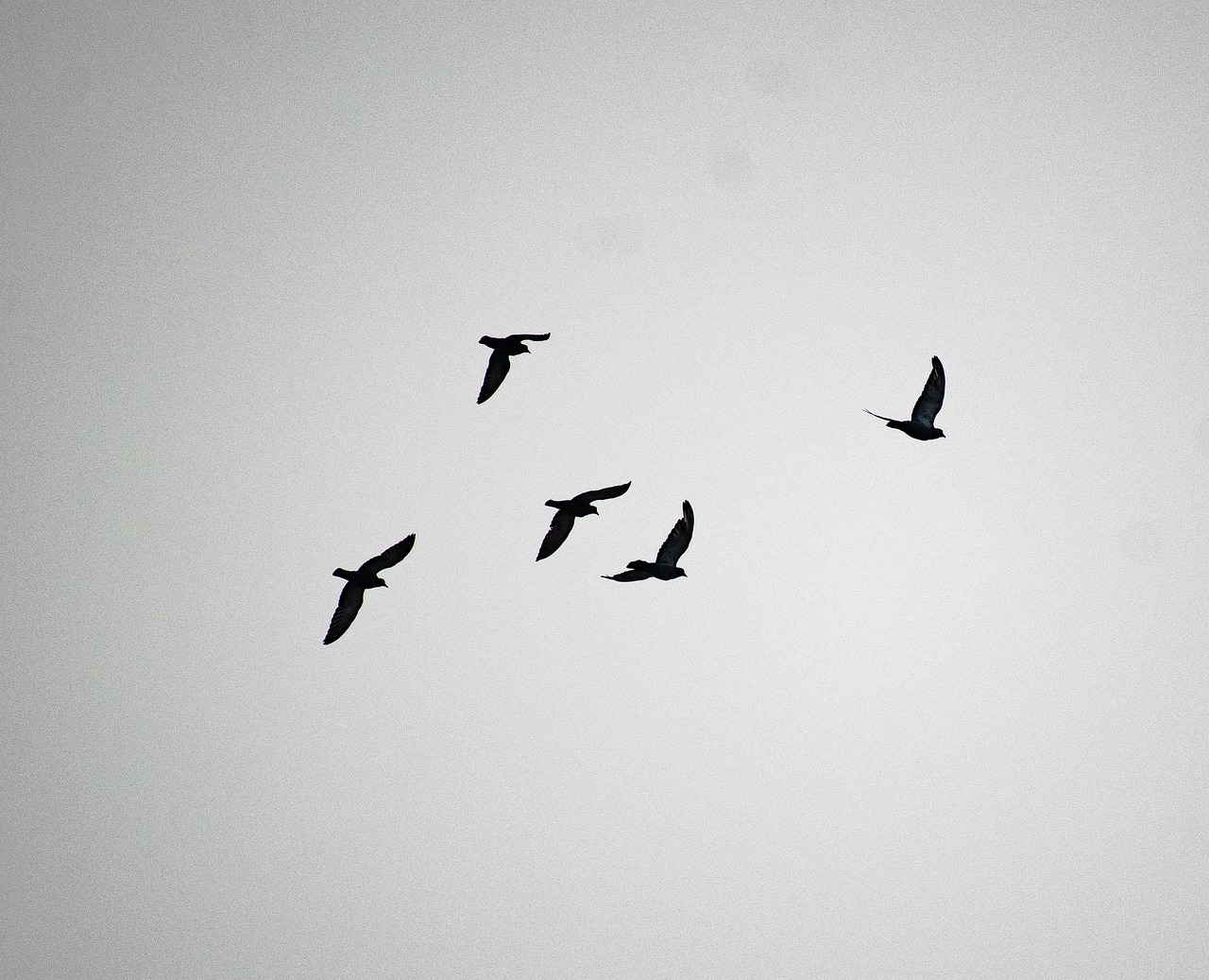 The Majestic Syrian Pigeon: A Complete Guide to Colors, Traits, and Prices