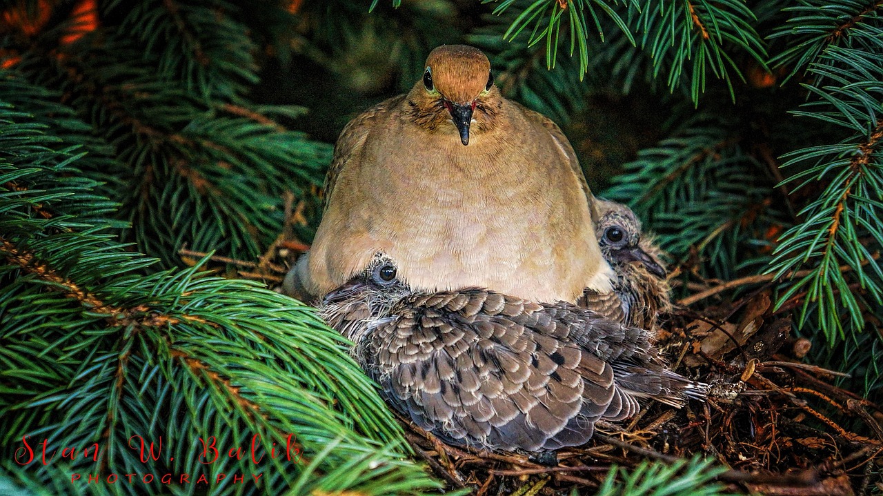 Mastering Fancy Pigeon Breeding: Best Pairing Methods for Purity