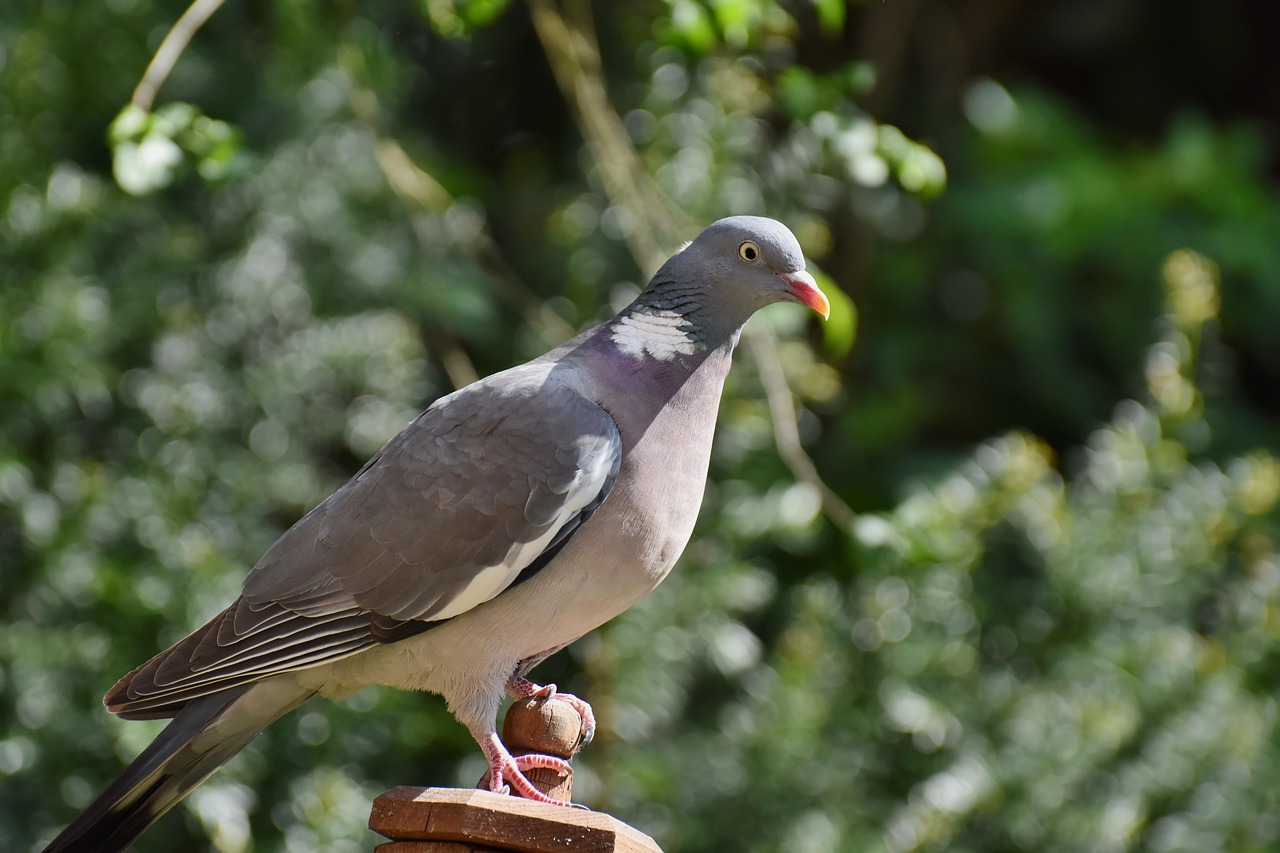 How to Write a Pigeon Sale Ad That Attracts Buyers Fast