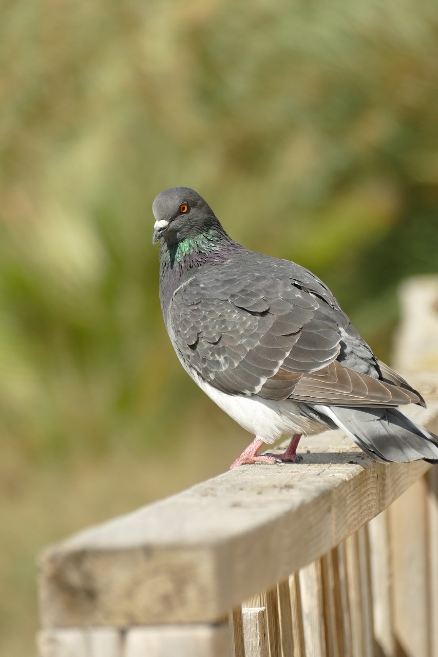 Mastering Pigeon Photography for Superior Show Presentation