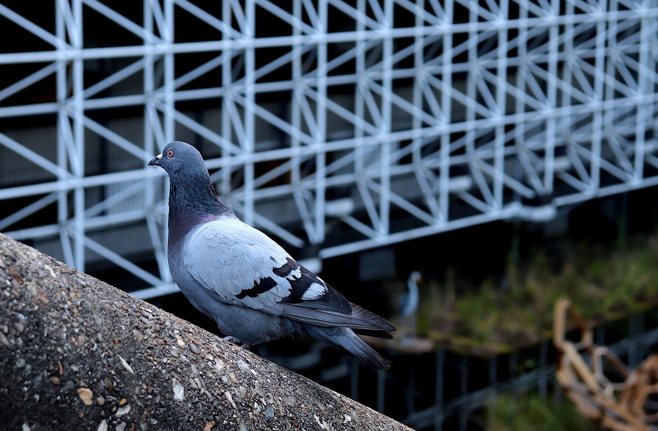 The Majestic Syrian Pigeon: A Complete Guide to Colors, Traits, and Prices