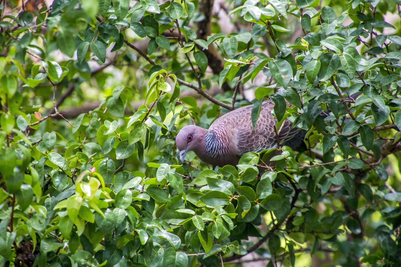 How GPS Data Analytics is Revolutionizing Pigeon Racing Performance