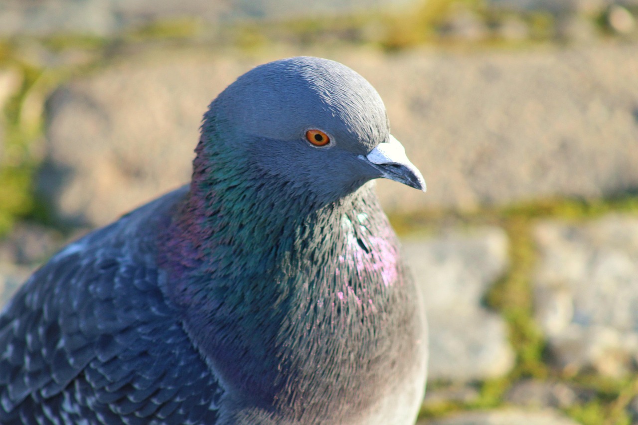 Kashki Pigeons: Aesthetic Analysis and Selection Guide