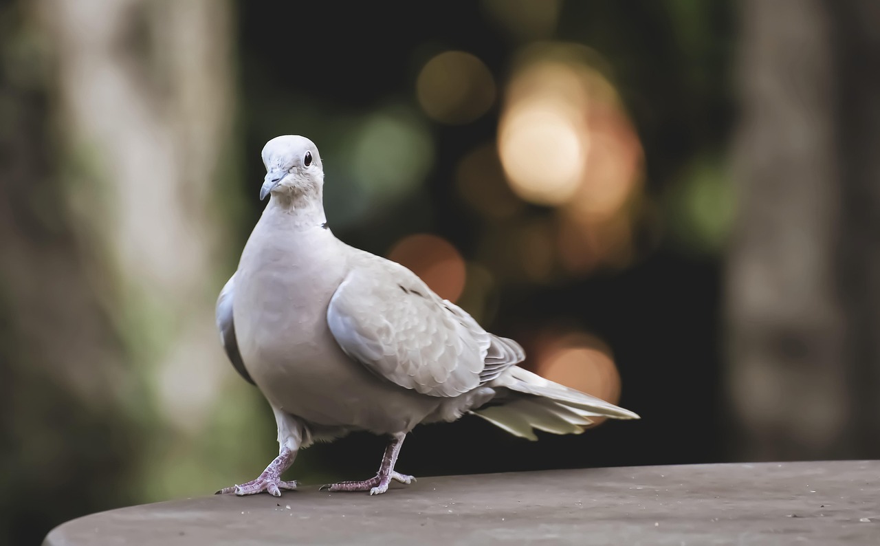 Showcasing Rare Pigeons: Essential Display and Photography Gear