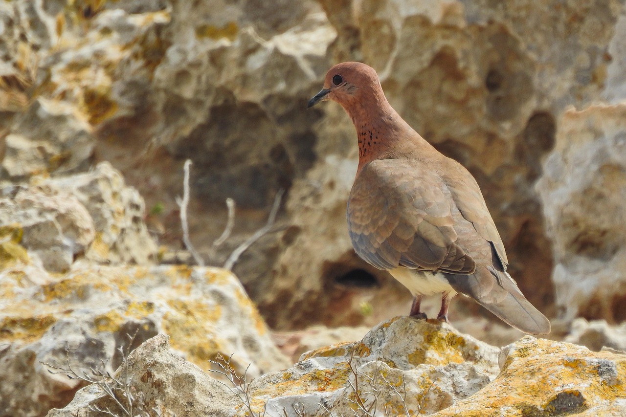 Mastering Fancy Pigeon Breeding: Best Pairing Methods for Purity