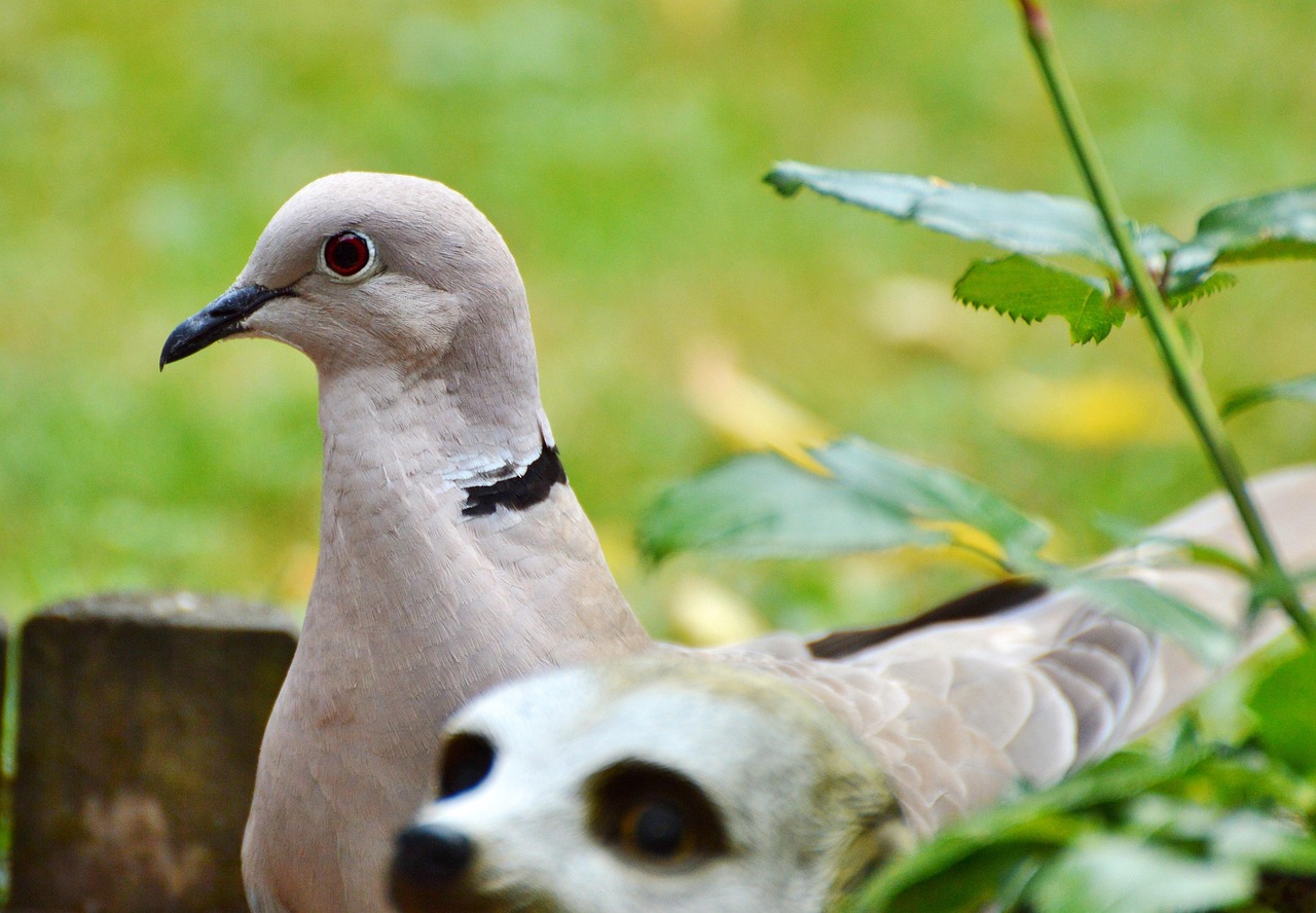 Mastering Pigeon Photography for Show Presentation Success