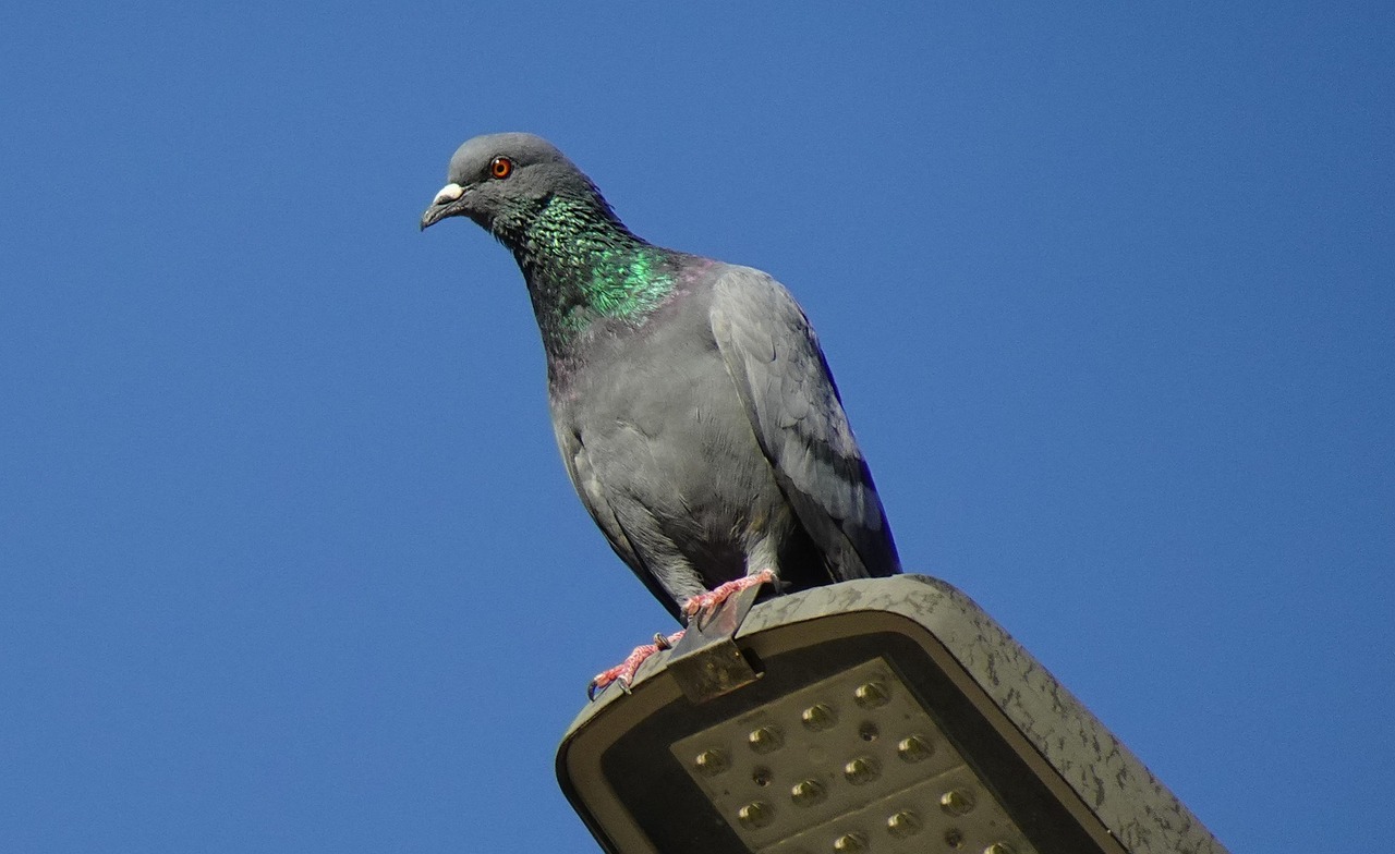 Complete 100km Training Grid for Racing Pigeon Season Success