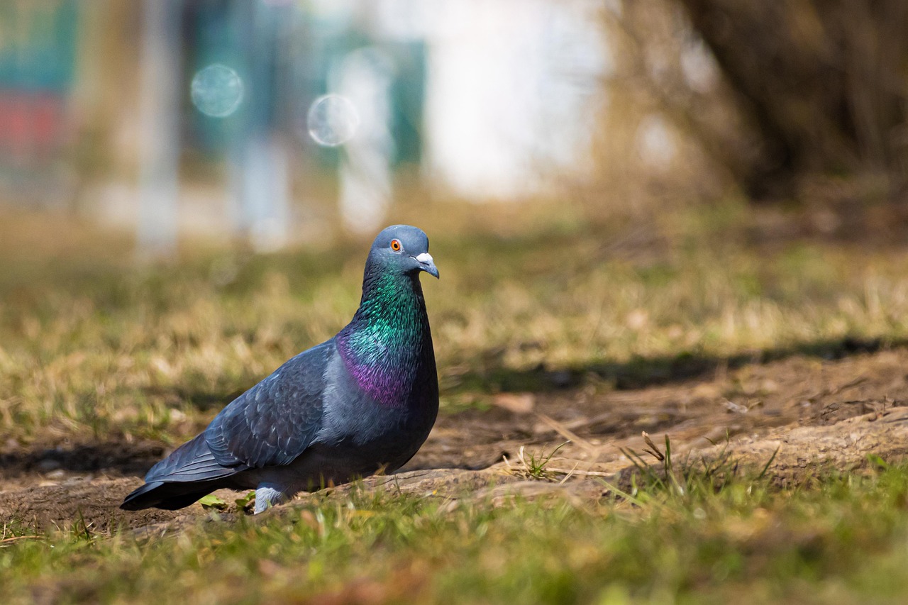Mastering Racing Pigeon Pricing with Genetic Value Analysis