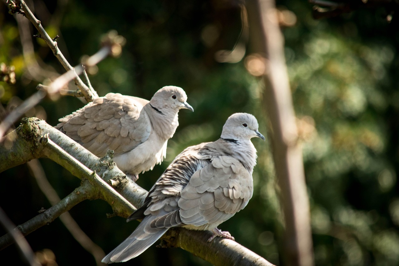 How to Write a Pigeon Sale Ad That Attracts Buyers Fast