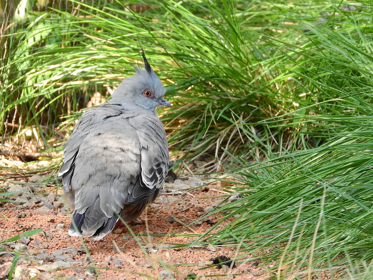 Kashki Pigeons: Aesthetic Analysis and Selection Guide