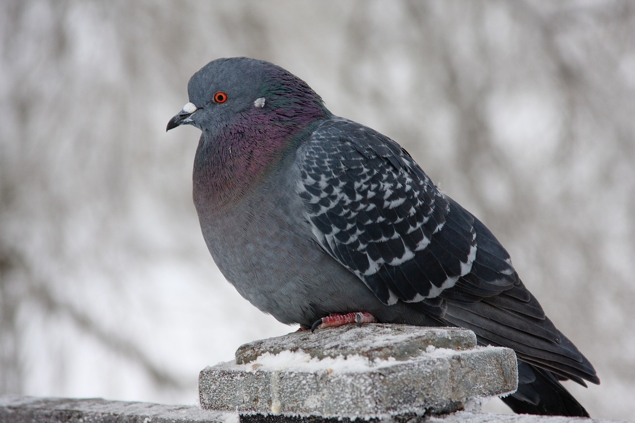 Shami Pigeon Guide: Colors, Specs, and Prices