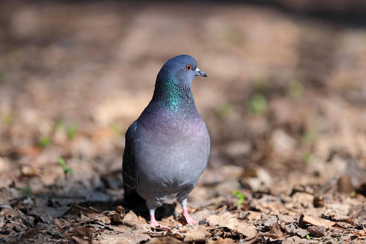 Revolutionizing Pigeon Racing: The Power of OLR Management Software